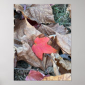 Red Leaf Photo Poster (Voorkant)