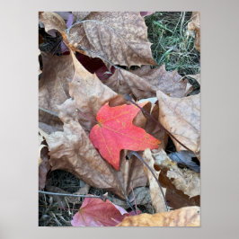 Red Leaf Photo Poster