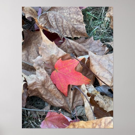 Red Leaf Photo Poster (Voorkant)