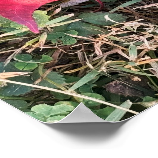 Red Leaf Photo Poster (Hoek)