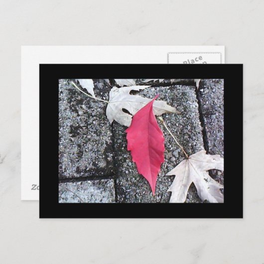Red Leaf Post Card Briefkaart (Voorkant / Achterkant)