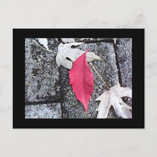 Red Leaf Post Card Briefkaart (Voorkant)