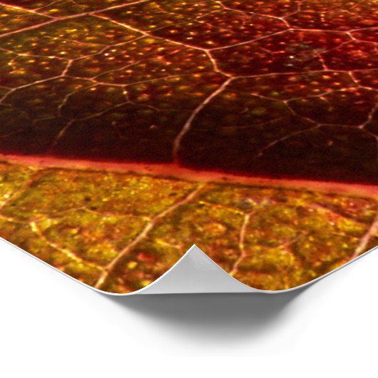RED LEAF POSTER (Hoek)