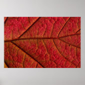 RED LEAF POSTER (Voorkant)