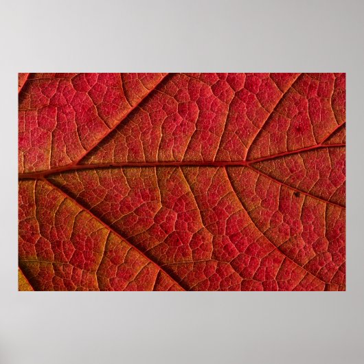 RED LEAF POSTER (Voorkant)