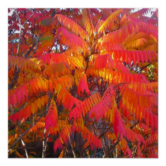 Red Leaf Tree Perfect Poster (Voorkant)