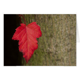 Red Leaf wacht op herfst