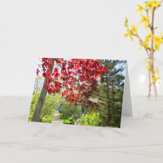 Red Leaves en Walkway - Martha's Vineyard Kaart (Gele Bloem)