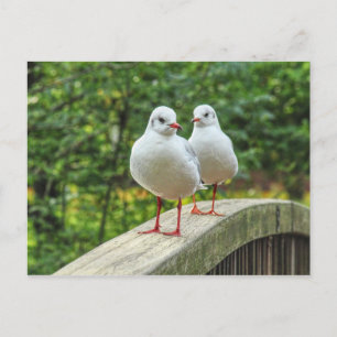 Red Legged Kittiwakes Briefkaart
