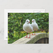 Red Legged Kittiwakes Briefkaart (Voorkant / Achterkant)