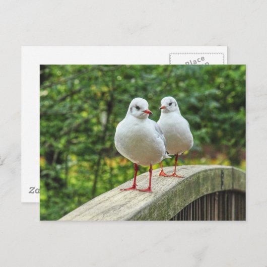 Red Legged Kittiwakes Briefkaart (Voorkant / Achterkant)