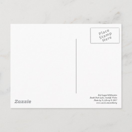 Red Legged Kittiwakes Briefkaart (Achterkant)