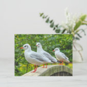 Red Legged Kittiwakes Kaart (Staand voorkant)