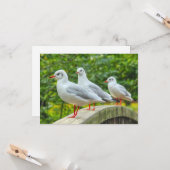 Red Legged Kittiwakes Kaart (Voorkant / Achterkant in situ)