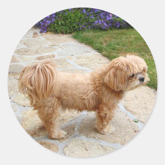Red Lhasa Apso Ronde Sticker (Voorkant)