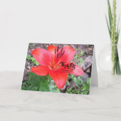 Red Lilie 1 Kaart (Achterkant)