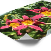 Red Lillies of Kentucky Poster (Hoek)