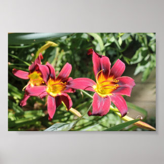 Red Lillies of Kentucky Poster