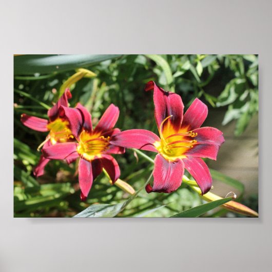 Red Lillies of Kentucky Poster (Voorkant)