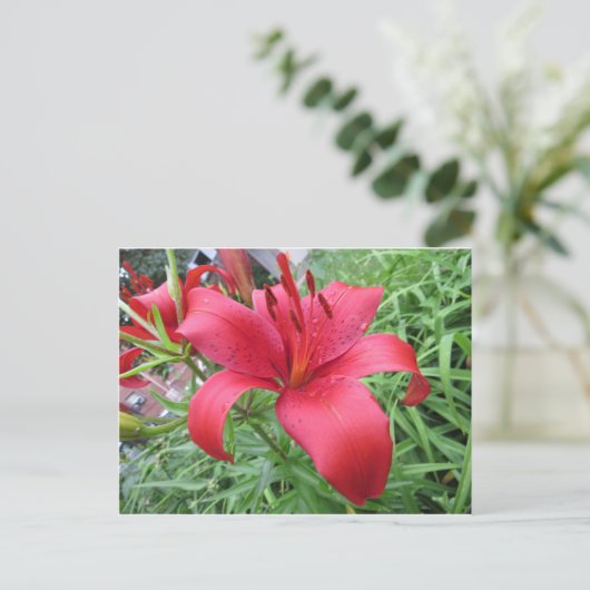 Red Lily Briefkaart (Staand voorkant)