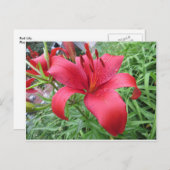 Red Lily Briefkaart (Voorkant / Achterkant)
