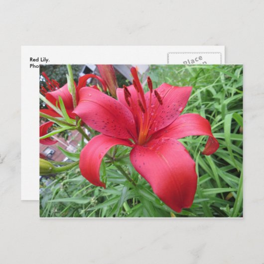 Red Lily Briefkaart (Voorkant / Achterkant)