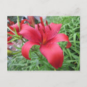 Red Lily Briefkaart (Voorkant)