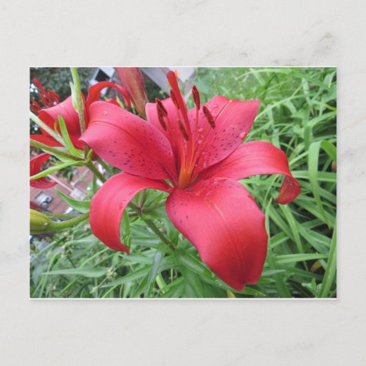 Red Lily Briefkaart (Voorkant)