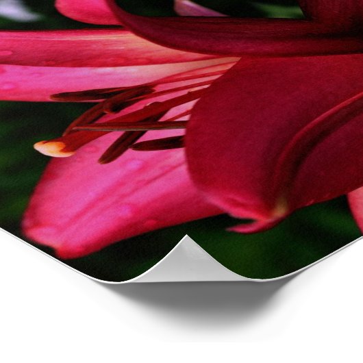 Red Lily Flower Abstract Art Poster (Hoek)