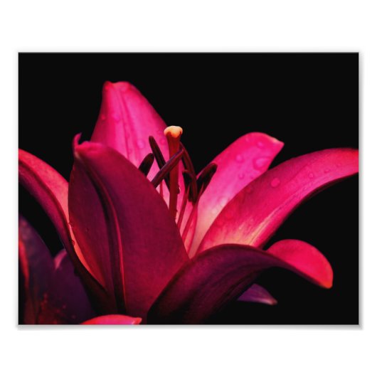 Red Lily Flower Close Up 8x10 Foto Afdruk (Voorkant)