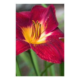 Red Lily Flower Foto Afdruk