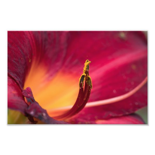 Red Lily Flower Macro Foto Afdruk (Voorkant)