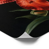 Red Lily Flowers Art Print Poster (Hoek)