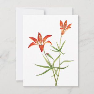 Red Lily Flowers -  botanische kunstkaart