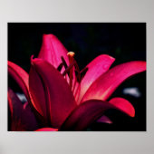 Red Lily gaat dicht Poster (Voorkant)