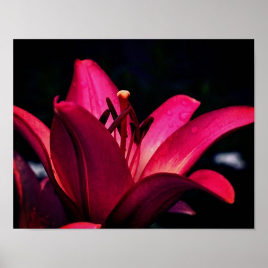 Red Lily gaat dicht Poster (Voorkant)