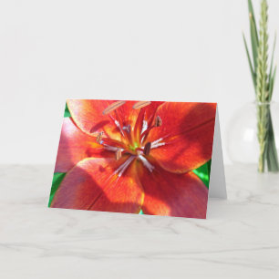 Red Lily Kaart