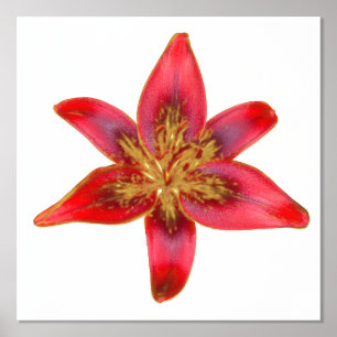 Red Lily - Lilium asiatic Folie Accent Print Poste