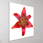 Red Lily - Lilium asiatic Folie Accent Print Poste (Laagn)