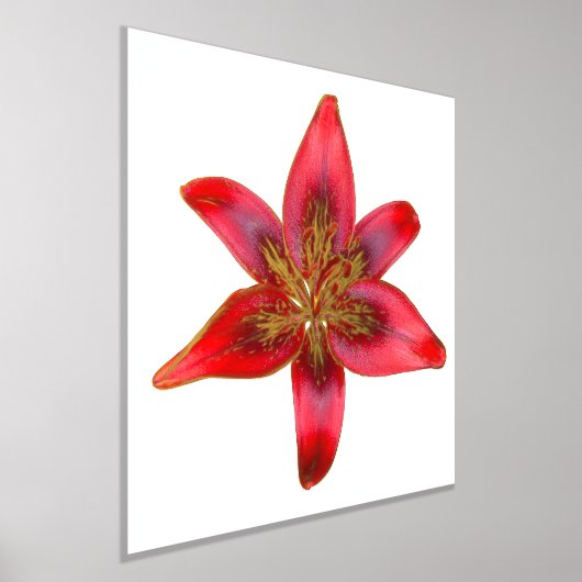 Red Lily - Lilium asiatic Folie Accent Print Poste (Laagn)