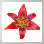 Red Lily - Lilium asiatic Folie Accent Print Poste (Voorkant)