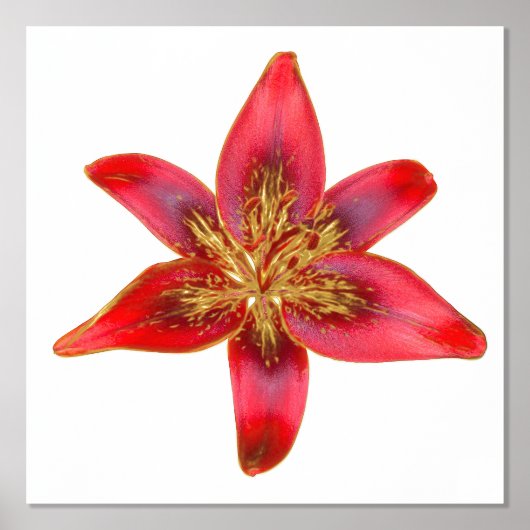 Red Lily - Lilium asiatic Folie Accent Print Poste (Voorkant)