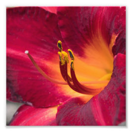 Red Lily Macro Flower Foto Afdruk