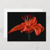 Red Lily op zwart Briefkaart (Voorkant / Achterkant)