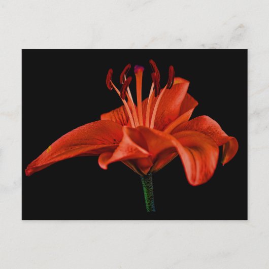 Red Lily op zwart Briefkaart (Voorkant)