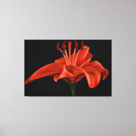 Red Lily op zwart Canvas Afdruk