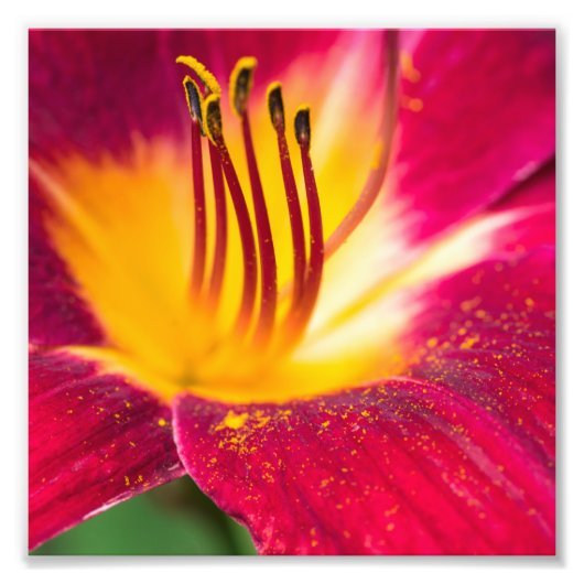 Red Lily sluit Macro dicht Foto Afdruk (Voorkant)