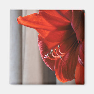 Red Lion Amaryllis Flower Macro foto Magneet