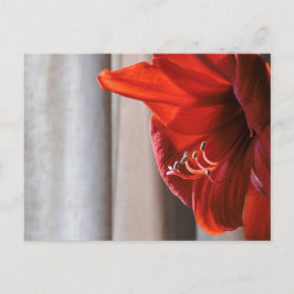 Red Lion Amaryllis Flower Photo Briefkaart