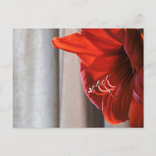 Red Lion Amaryllis Flower Photo Briefkaart (Voorkant)